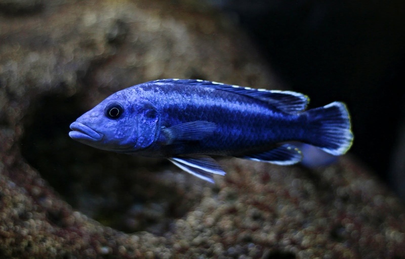 Melanochromis kaskazini 'Ngwasi'